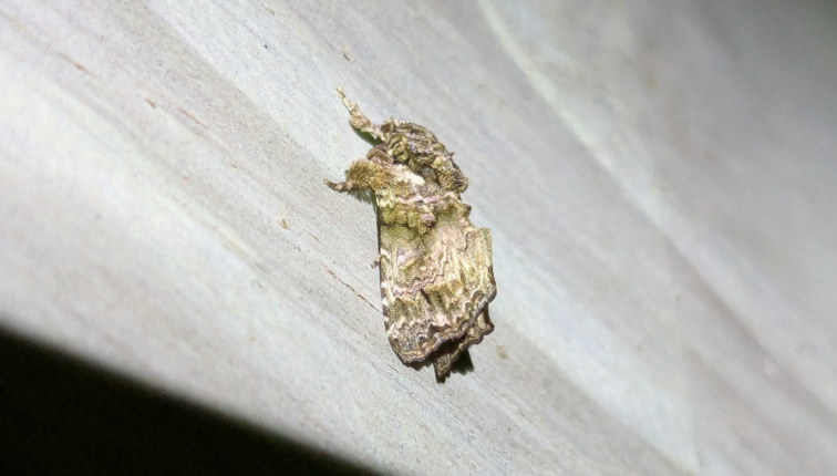 2025_09_25_ネボシツマキリヨトウ_犬飼拓展_沖縄県