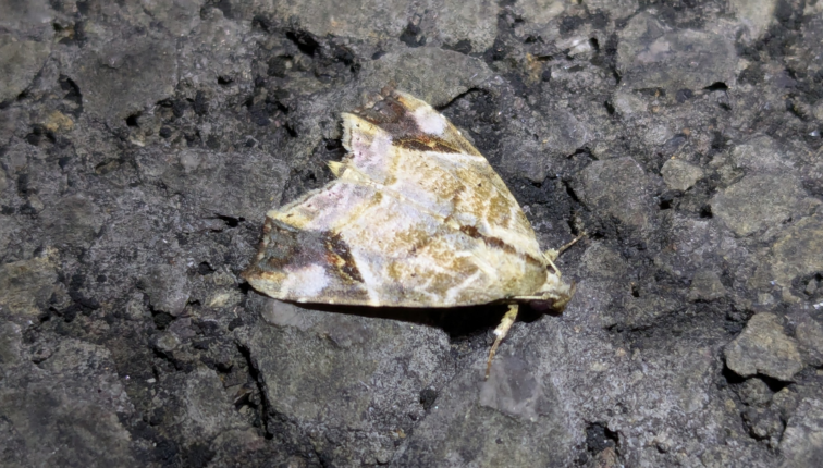 2025_09_27_ツマエビイロアツバ_犬飼拓展_三重県