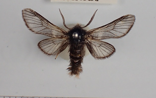 キンケウスバイラガ（♂）