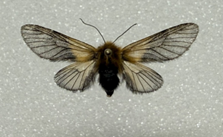 キンケウスバイラガ（♀）